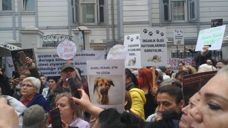 Hayvanseverlerden 81 ilde protesto: Sokak hayvanları sahipsiz değildir